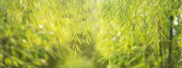 Geel Groen Blad Van Wilg Boom Natuur Banner Achtergrond — Stockfoto