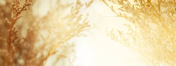 Світло Жовтувато Коричнева Суха Трава Квітка Природний Який Світловий Банерний — стокове фото
