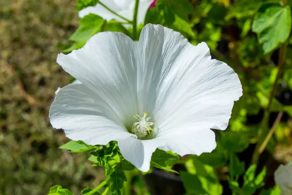 White Mallow. White stock rose.  Mallow Bud. Flowers in the garden. Summer cottage in the summer. Floriculture.