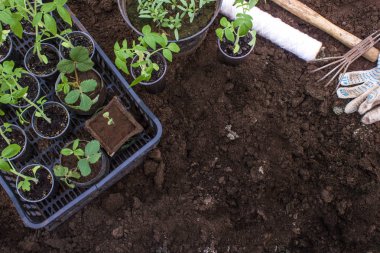 Fidan genç domates, çilek. Bahçe aletleri. Bahçe kavramı.