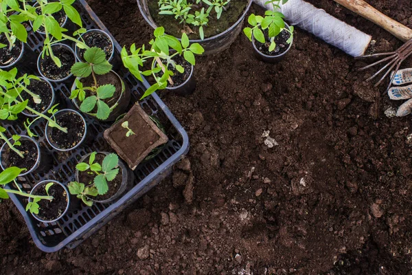 Zaailingen Van Jonge Tomaten Aardbeien Tuingereedschap Tuinieren Concept — Stockfoto