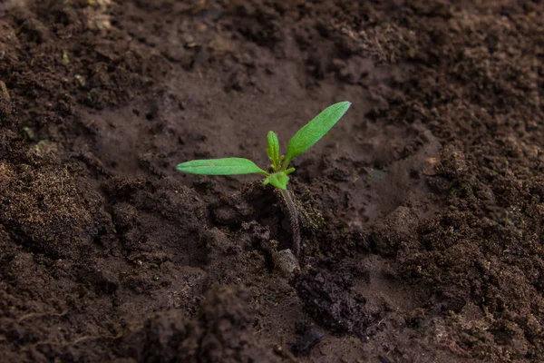 Broto Tomate Jovem Uma Estufa Jardinagem Jovem Planta Tomate Jardim — Fotografia de Stock