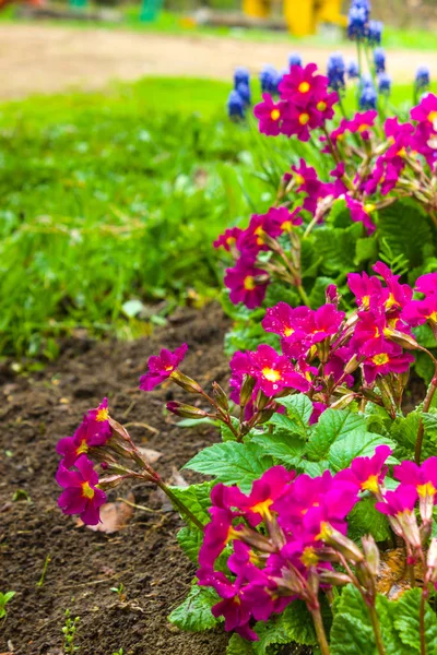 Primula bahar bahçe en parlak pembe. Uzun ömürlü. Pembe çiçekler. Baharda güzel çiçekler. Çuha çiçeği. Seçici odak. Arka plan mavi çiçekler.