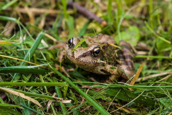 Common Frog Wet Grass Common Frog Close — Stock Photo, Image