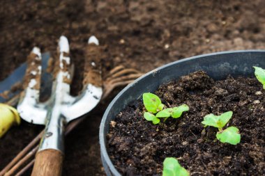 Bahçede bahar işi. Bahçıvanlık. Çiçek tohumları. Bahçe aletleri. Bahçıvanlık ve ekme kavramı.
