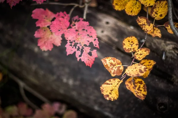 Herbstwald Leuchtende Farben — Stockfoto