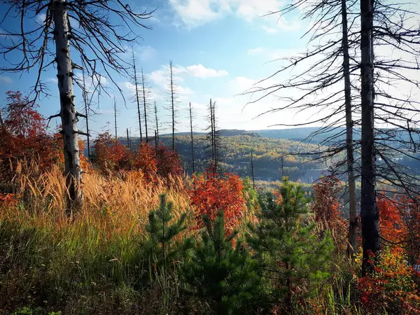 Herbstwald Leuchtende Farben — Stockfoto