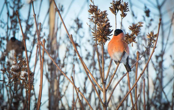 Bullfinches Inverno Ramo — Fotografia de Stock