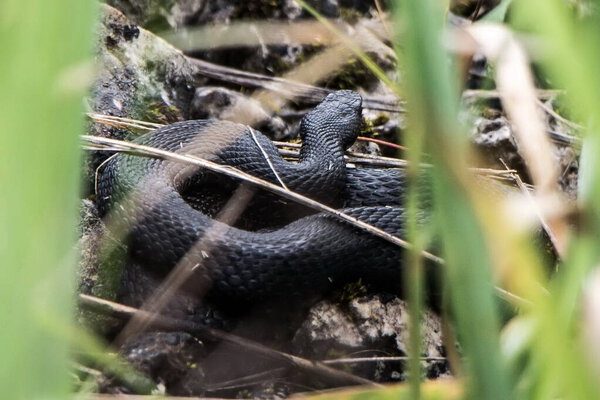 Дикая природа. Насекомые в природе.