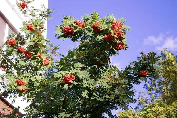 Gökyüzüne Karşı Rowan Ağacı — Stok fotoğraf