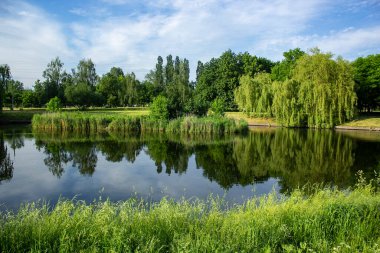 Ormandaki gölde güneşli bir gün