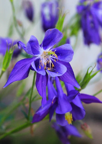 Iris Sibérien Coloré Iris Sibirica Est Une Plante Vivace Aux — Photo