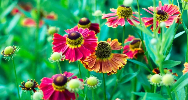 黒い目のスーザン ルドケビア ヒルタ 花壇の赤い花 — ストック写真