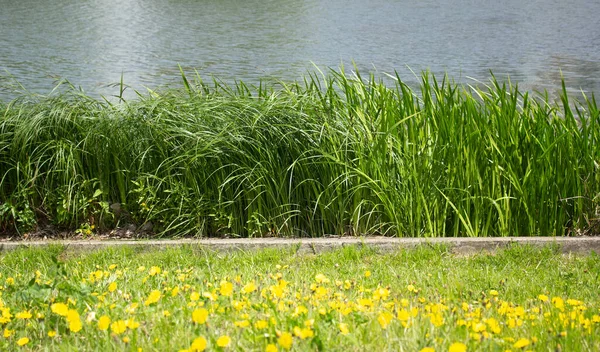 Paysage Estival Rive Rivière Herbes Hautes Avec Des Fleurs — Photo