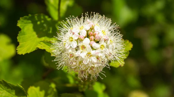 日没時に穂状花序を伸ばし白花を咲かせます スパイの壁紙だ ハマグリ科の低木です — ストック写真