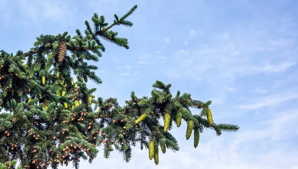 Green Prickly Branches Spruce Pine Sky — Stock Photo, Image