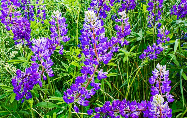 Fleurs Delphinium Bleu Sur Une Plage Ouverte Ville — Photo