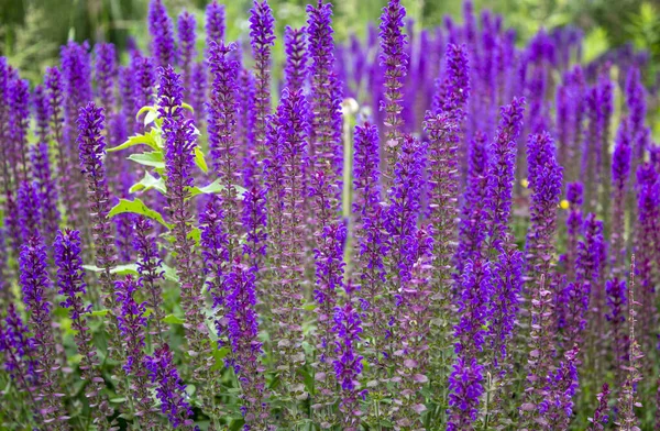 Lavendelfält Soligt Sommarväder Vacker Lila Färg — Stockfoto