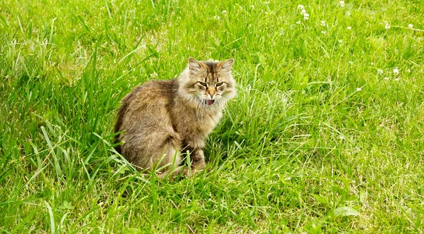 Симпатичная Ласковая Кошка Наслаждающаяся Прогулками Зеленой Траве — стоковое фото