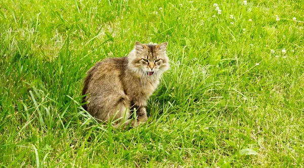 Bonito Cinza Gato Tabby Divertindo Livre Grama Verde — Fotografia de Stock