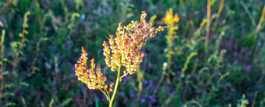 Çiçek açarken at gülü. Rumex Konferansı. Kırsal bir yolun kenarındaki at atı..