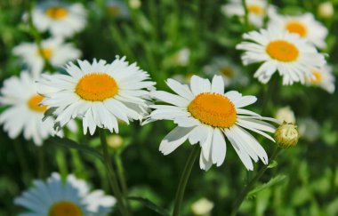 Yaz öğleden sonra papatya çiçeği tarlası
