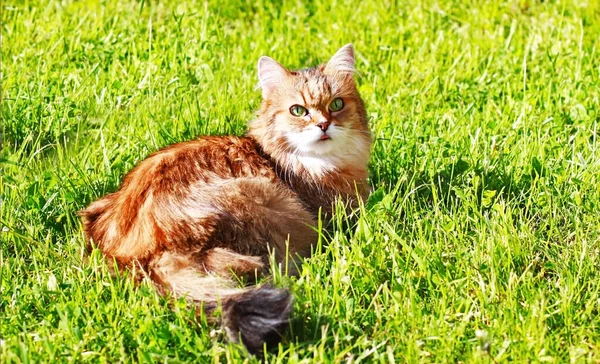 Parlak Güneşte Kıs Kıs Bakan Kırmızı Kedi — Stok fotoğraf