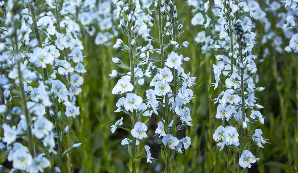 Gyengéd Kék Virágok Fanfar Delfinium Pályán Nyáron — Stock Fotó