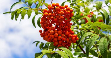 Kırmızı böğürtlenli Rowan şubesi. Gökyüzü arkaplanındaki Sorbus aucuparia ağacı