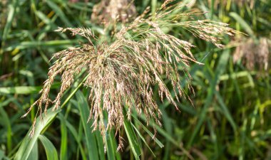 Yaygın Reed, Phragmites Australis, uzun ömürlü bir çim burada 2 metre boyunda duruyor.