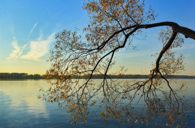 Gölün kıyısında su yüzeyinin üzerinde ağaç dalları vardır. Sonbahar zamanı