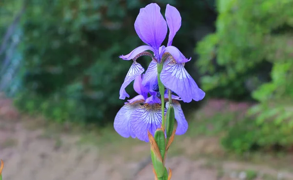 Porpora Fiore Iris Giapponese Nel Giardino Estivo — Foto Stock