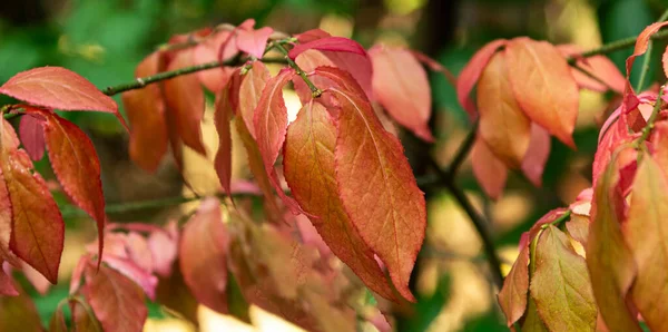 Красивый Осенний Фон Веточкой Веретена Euonymus Europaeus — стоковое фото