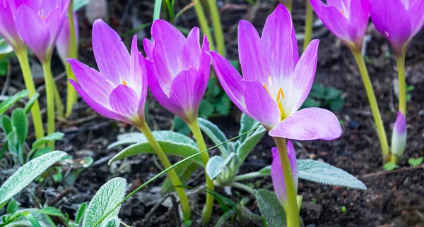 Crocus Virág Egy Virágágyásban Kora Ősszel Minszkben Fehéroroszország — Stock Fotó