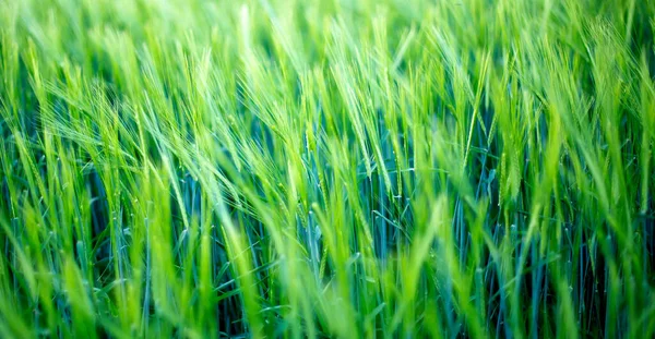 Junge Grüne Gerstenkörner Wachsen Auf Einem Feld — Stockfoto