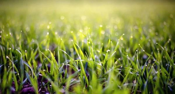 Frisches Grünes Gras Aus Nächster Nähe Beim Sonnenuntergang Selektiver Fokus — Stockfoto