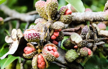 Sao Paulo 'daki Ibirapuera Parkı