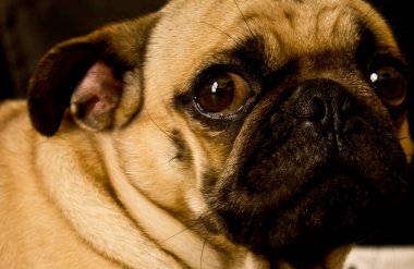Sarı bir köpek yavrusu.