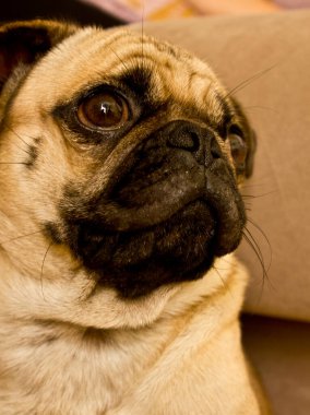 Sarı bir köpek yavrusu.