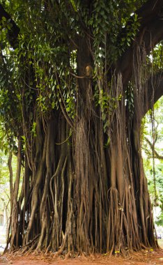 Zu Lai Budist Tapınağı