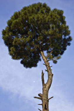 Mavi arka planı olan bir ağaç.