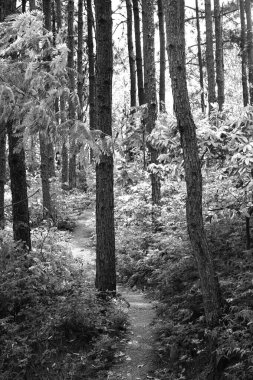 Ormanda siyah beyaz bir patika