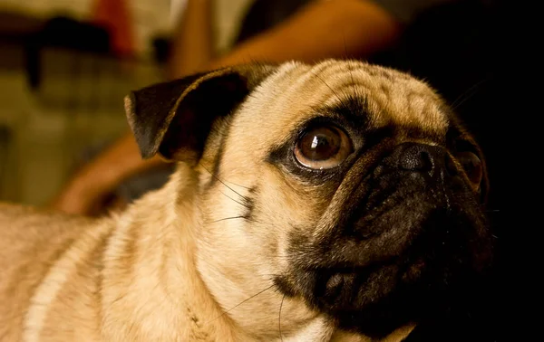 Cachorro Amarillo Pug Dog — Foto de Stock
