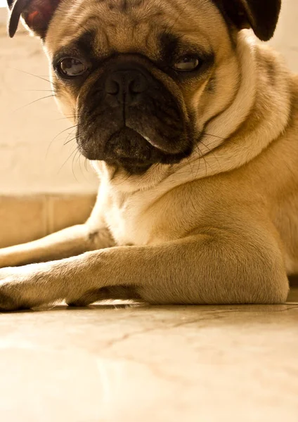 Egy Sárga Kiskutya Pug Dog — Stock Fotó