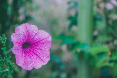 Bahçedeki mor çiçek