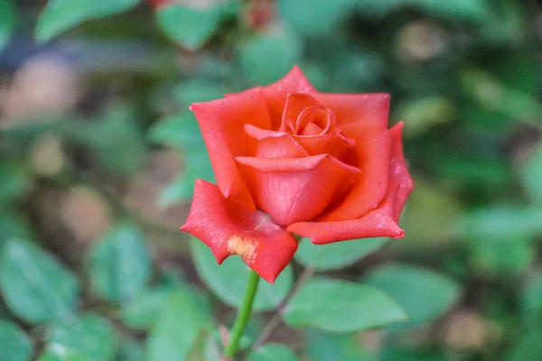 Rosa Roja Jardín — Foto de Stock