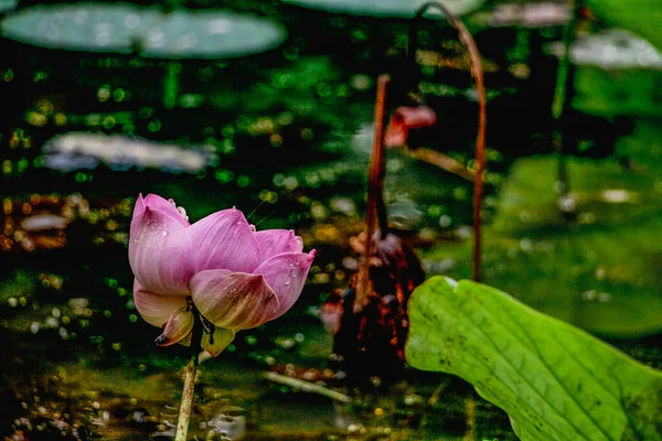 Lotus Garden — Stock Photo, Image