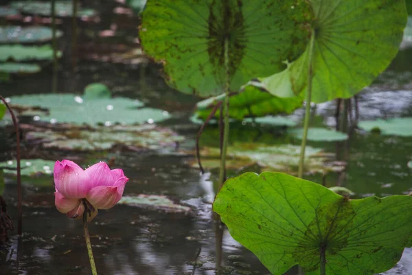 Lotus Garden — Stock Photo, Image