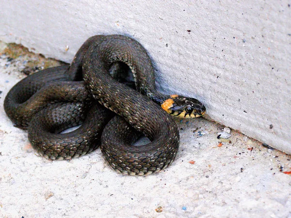 Large Black Snake Yellow Ears — Stock Photo, Image