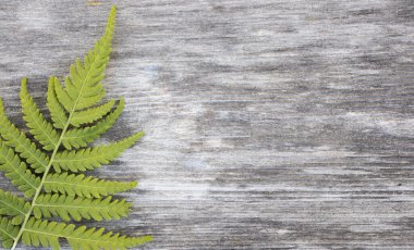 koyu ahşap zemin üzerinde biberiye ve karabiber filizi, metin için boşluk